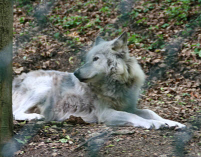 Br Bren Wolf Wlfe Brenpark Hainich Baumwipfelpfad