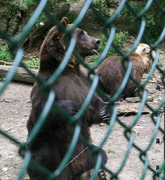 Br Bren Wolf Wlfe Brenpark Hainich Baumwipfelpfad