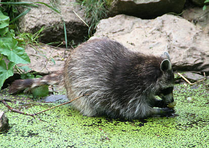 Br Bren Wolf Wlfe Brenpark Hainich Baumwipfelpfad