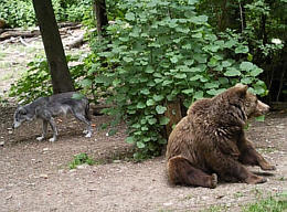 Br Bren Wolf Wlfe Brenpark Hainich Baumwipfelpfad