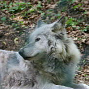 Br Bren Wolf Wlfe Brenpark Hainich Baumwipfelpfad